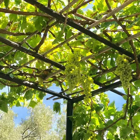 Marti Gazde/Camere de închiriat Muğla